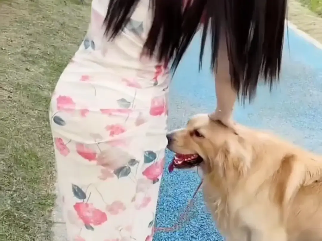 《抖音香香公主与爱犬金毛》科普视频完整版在线免费观看，抖音香香公主与爱犬直播回放无广告播放 - 高清资源免费领取